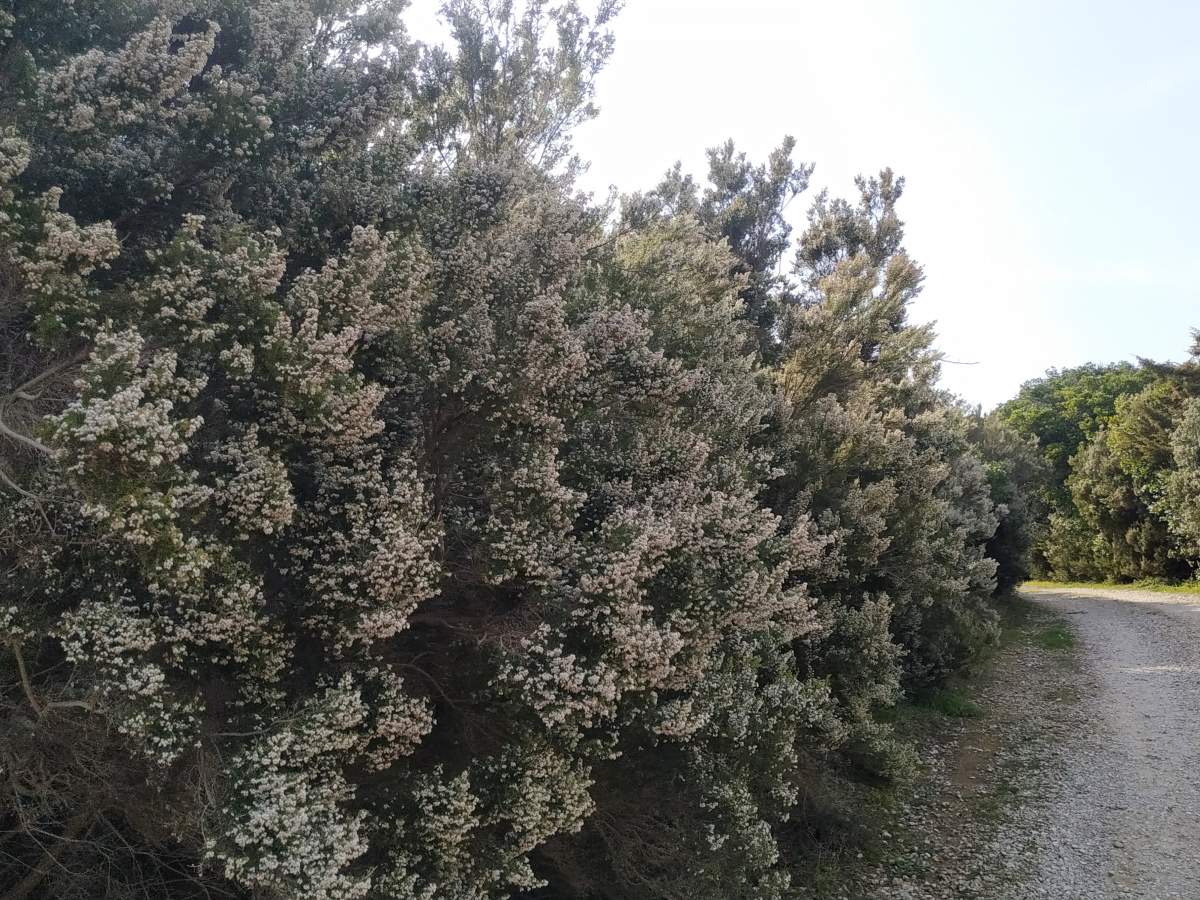 Erica (Calluna vulgaris)